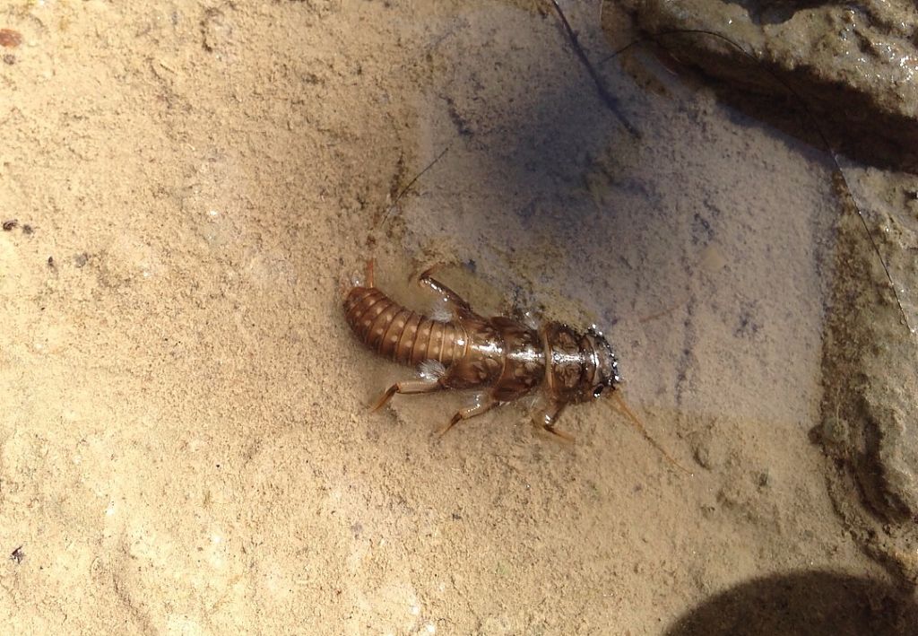 Larva di Dinocras a Bagno di Romagna (FC)